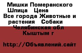 Мишки Померанского Шпица › Цена ­ 60 000 - Все города Животные и растения » Собаки   . Челябинская обл.,Кыштым г.